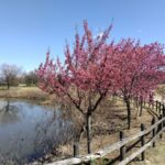 桜の季節「馬見丘陵公園のカンヒザクラ」